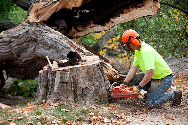 Trusted Beggs, OK Tree Service Experts